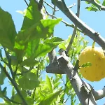 Limoni Daire Campese (Grosseto)