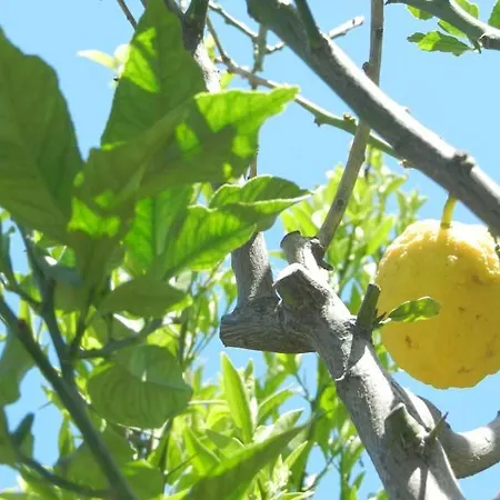 Limoni شقة كامبيس