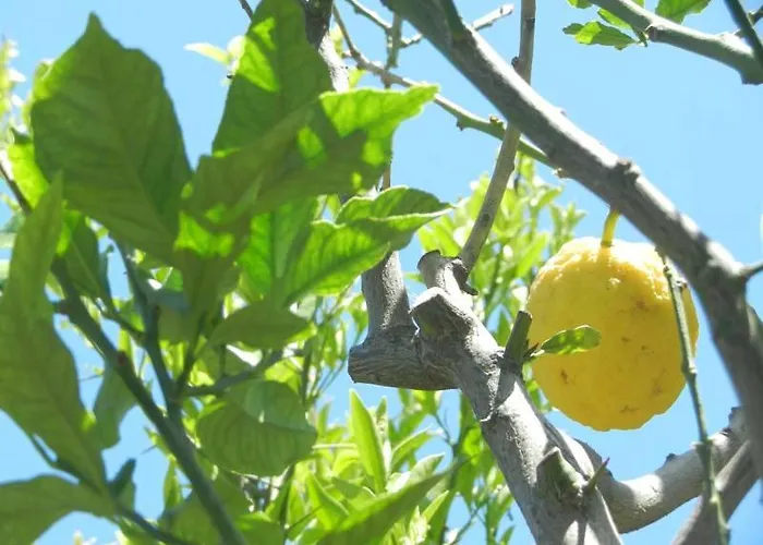 Limoni شقة كامبيس
